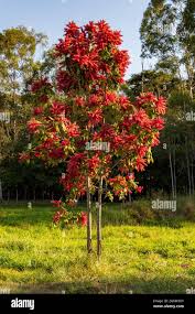 Image result for Triplaris americana