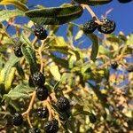 Image result for Ozoroa paniculosa