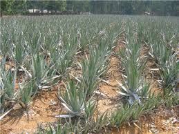 Image result for Aloe christianii