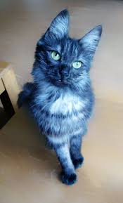 Black Smoke Turkish Angora Cat Did You Ever See A Blue Cat Angora Cats Turkish Angora Cat Cats