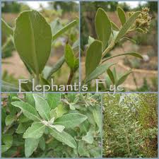 Image result for Tarchonanthus camphoratus