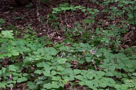 Image result for Hylodesmum