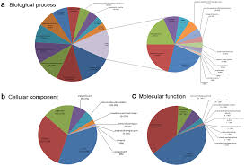 Pie Charts Showing Gene Ontology Go Classification