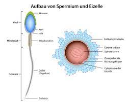 Eizelle Aufbau Funktion Krankheiten Medlexi De