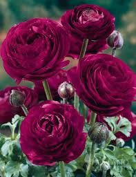 Pin On Flower Garden