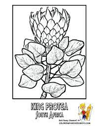 Coloring Flower Flowers Of The World Panama Venezuela Free Flower South Africa Art African Symbols Heritage Day South Africa