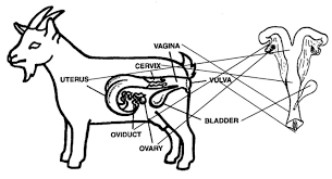 Browse 2,277,259 female body parts stock photos and images available, or search for female model or female only to find more great stock photos and pictures. And 4 Parts Of Female Reproductive System Of Goat The Endometrial Download Scientific Diagram