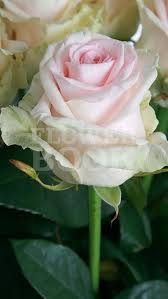 Roos Lovely Dolomiti Beautiful Roses Flowers Rose