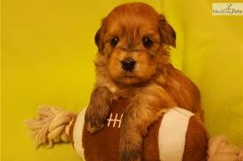 We would like to show you a description here but the site won't allow us. Sold Red Havanese M Havanese Puppy For Sale Near Cincinnati Ohio 1edc6af3 8891