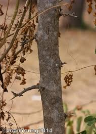 Image result for Dalbergia melanoxylon