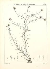 Image result for Nolletia arenosa