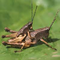 Image result for Burttia