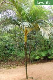 Jangan tanda ini supaya dapat memilih objek yang tersembunyi (sama ada dengan sendiri atau berada di dalam lapisan tersembunyi). Loxococcus Rupicola Crook Fruit Palm Dotalu Palm Buy Seeds At Rarepalmseeds Com