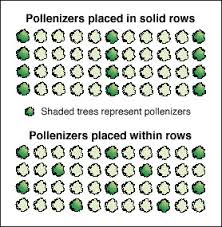 Growing fruit trees are somewhat different to other plants, in that there is an intermediate growing stage where the seed must be grown into a sapling before being planted into a cleared fruit tree patch. Pollinating Fruit Crops Mu Extension