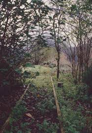 Image result for Raspberry 1993 Shadow