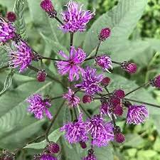 Image result for Vernonia stenocephala