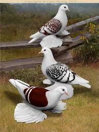 Spangled Saxon Shield Pigeons By Gary Romig Animals Beautiful Pet Birds Pigeon Breeds