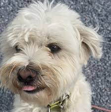 Molly Moos Westie...