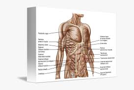A good amount of area is covered by the abdominal wall. Anatomical Muscle Stretching Png Human Abdominal Muscle Anatomy Transparent Png Kindpng