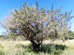 Image result for Searsia pentheri