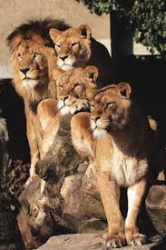 Lion Family Bigcatfamily Animals Big Cat Family Animals Beautiful