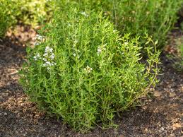 Trueleafmarket.com has been visited by 10k+ users in the past month How To Grow And Care For Thyme Lovethegarden