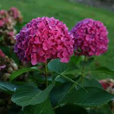Would buy from planting tree again. Let S Dance Rave Hydrangea Spring Meadow Wholesale Liners Spring Meadow Nursery