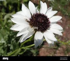 Image result for Callilepis laureola