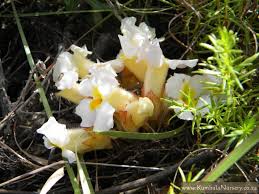 Image result for Harveya