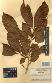 Image result for Eriocoelum