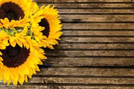 Find the best sunflower backgrounds on wallpapertag. Rustic Sunflower Wallpapers Top Free Rustic Sunflower Backgrounds Wallpaperaccess