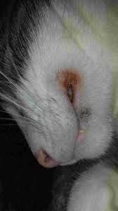 There are several causes of swollen chin in cats, the most common is feline acne, other causes include insect bite or sting, dental abscess and blackheads and swelling on the chin and lips are the most obvious symptoms, with inflammation and swelling. On Monday Or Tuesday I Noticed That One Of Corners Of My Cat S Mouth Appeared Red And Swollen And On The Inner Side There Was A Petcoach