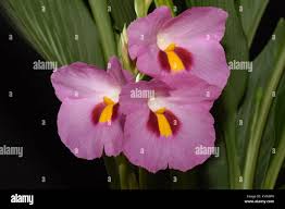 Image result for Siphonochilus