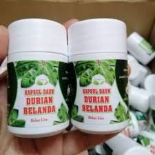 Hr soup sop leaves daun durian belanda 20 leaves food. K A P S U L Daun Durian Belanda Batu Hempedu Batu Karang Shopee Malaysia