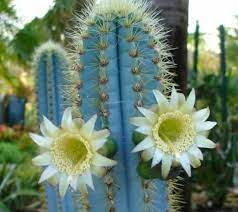 Click to read more about what a moon if you know you haven't overwatered your cactus, you can skip to another section by clicking one of these options here's how you can grow your own cactus using just the rootstock The Beautiful Blue Cacti Pilosocereus Succulent City