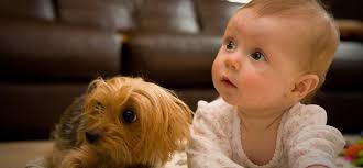 We understand that adopting a puppy is a huge responsibility, so don't be afraid to give us a call! Yorkie Morkie Small Toy Dog Breeder New Windsor Baltimore Md Windsor Oak Farm