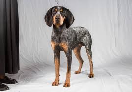 The blue tick coonhound is thought to have been bred in louisiana from the english foxhound, cur, and bleu gascogne french hound. Blue Tick Hound Puppy Petfinder