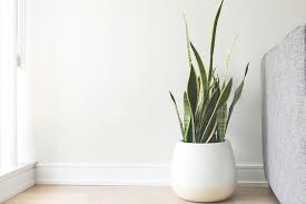 Beside the sofa, because it is often an area that can be neglected or even in a corner a little bit empty. The Best Plants For Filling A Corner In Your Home My Simpatico Life