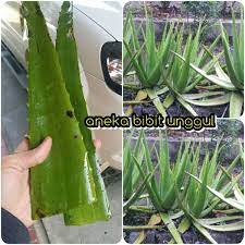 Salah satunya yaitu aloe emodin lidah buaya atau aloe vera mengandung banyak zat dan vitamin di dalamnya sehingga manfaat yang terkandung dalam tanaman ini juga banyak. Penampung Lidah Buaya Di Sumatera Utara Penampung Lidah Buaya Di Sumatera Utara Dunia Geogpark Penangkaran Buaya Asam Kumbang Atau Sering Disebut Sebagai Taman Buaya Asam Kumbang Adalah Salah