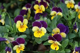 Maybe you would like to learn more about one of these? Pansies Why The Arboretum Looks Beautiful Even During The Deepest Cold Dallas Arboretum And Botanical Garden Blog