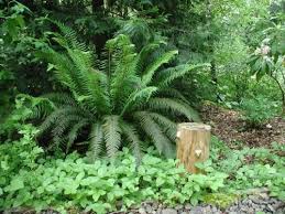 Landscaping With Pacific Northwest Native Plants Fact Sheets Osu Extension Service Native Plant Landscape Native Plant Gardening Northwest Garden