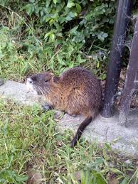ネズミ 大きい 種類