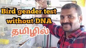 Bird Gender Test Without Dna Youtube