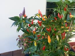 My First Bolivian Rainbow Chilli Story Of Chilli And Coleus