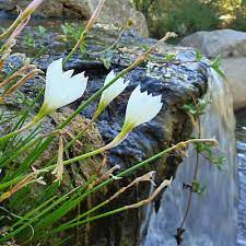 Water requirements this plant is easy to grow from bulb. How To Plant Grow Zephyr Lily In Ponds Zephyranthes Candida Pond Informer