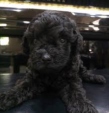 Black poodles are amazing dogs, with a friendly disposition and a ton of love to give. Black Toy Poodle Puppy For Sale Toywalls