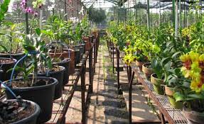 Panduan Teknik Budidaya Tanaman Hias Yang Mudah Star Farm International