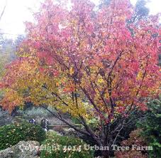 Image result for Cornus