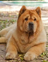 Chow Chow Colours And Coat Types Chow Chow Africa In 2020 Chow Chow Types Of Coats Chow Chow Dogs