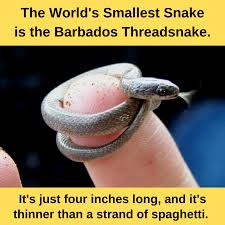 Maybe you would like to learn more about one of these? Here Is The Smallest Snake In The World Cute
